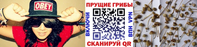 Галлюциногенные грибы мицелий  Донецк 